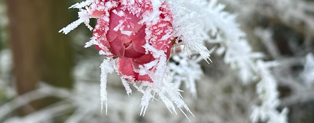 Freikirche der Siebenten Tags Adventisten in Landshut - Winterstimmung Rose mit Eiskristallen