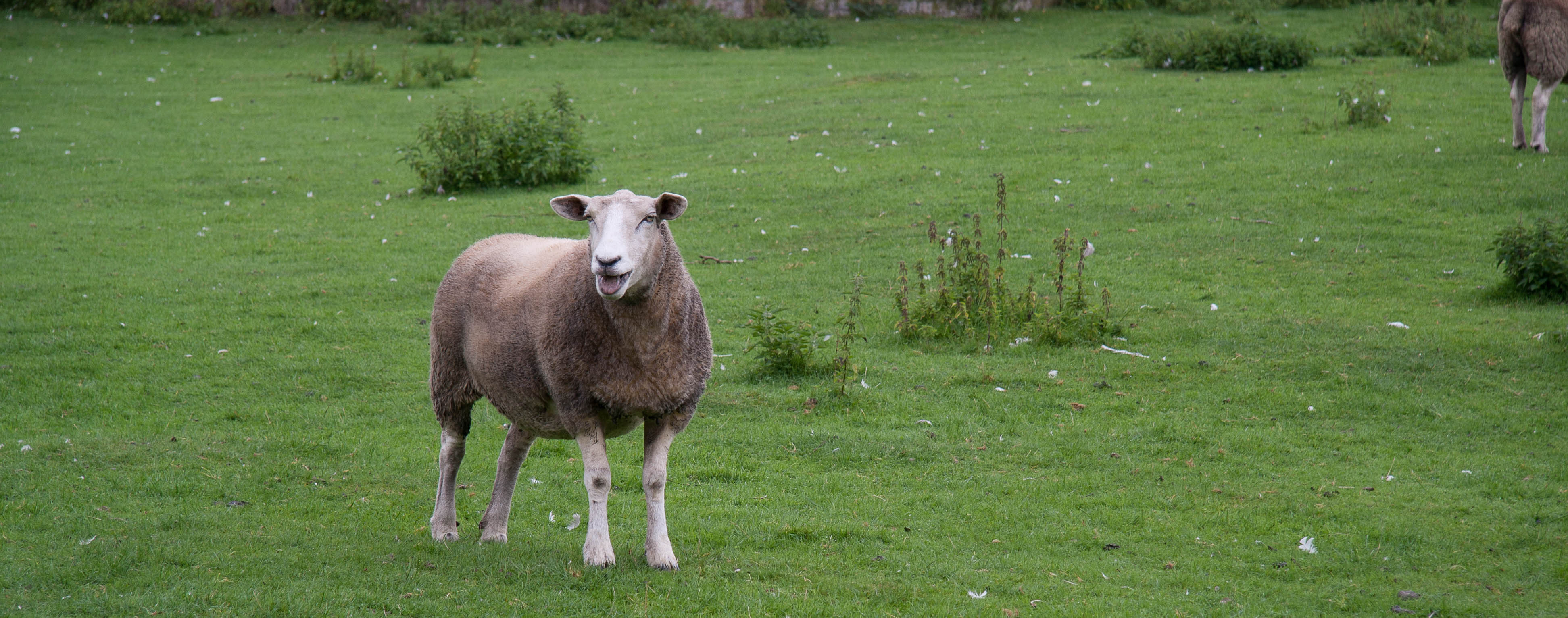ein Schaf auf grüner Weide