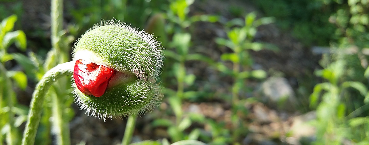 Mohnblüte streckt erstes Blütenblatt aus der Schale