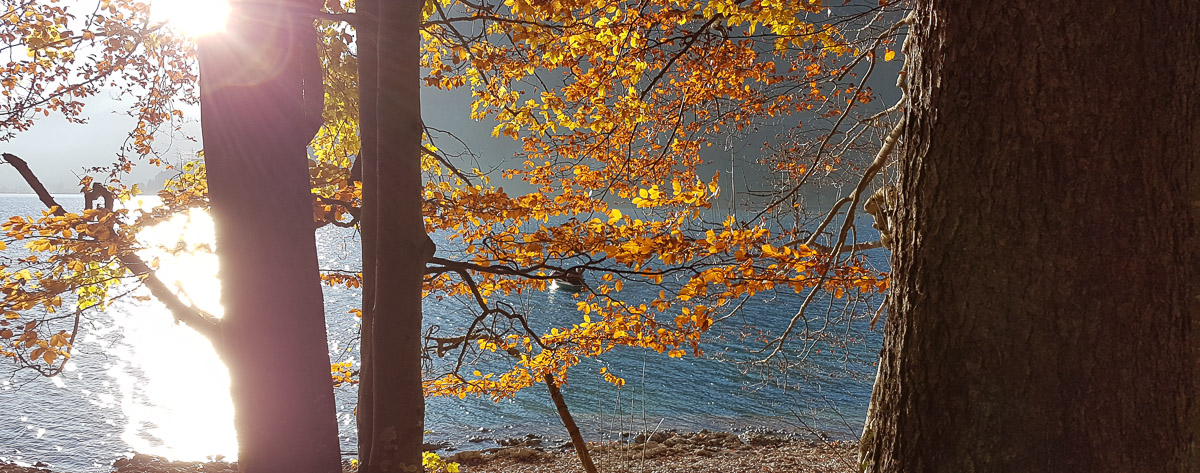 Herbstsonne im Laub am Walchensee
