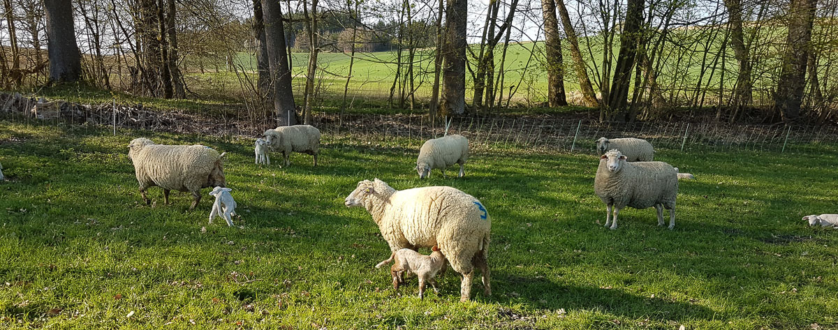 Schafe mit Lamm